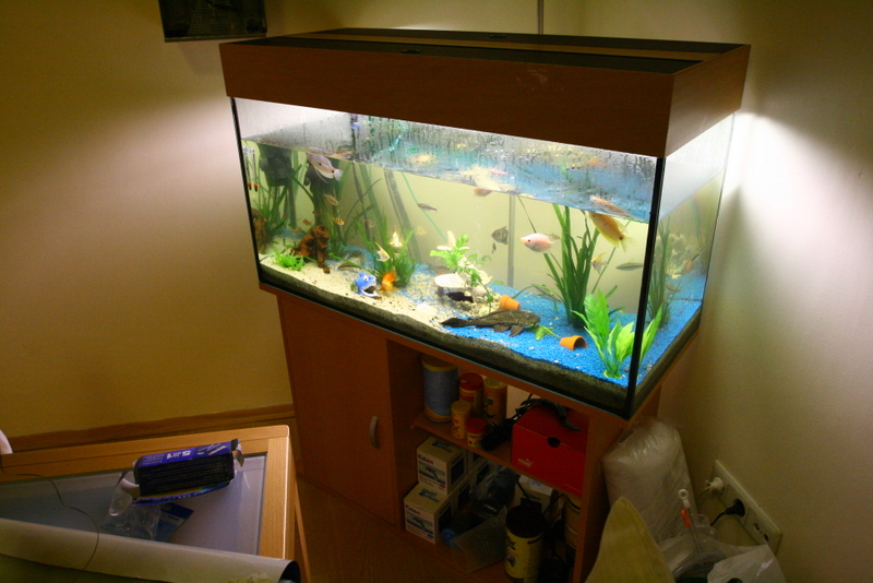 aquarium 011