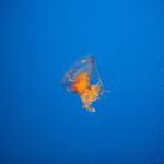 california_2010 1002.jpg