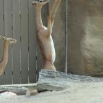 california_2010 1174.jpg