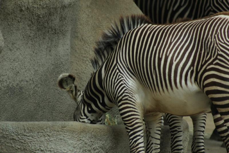 california_2010 1190.jpg