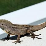 florida2010 020.jpg