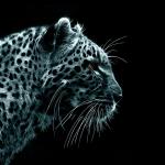snow_leopard